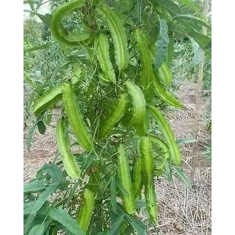 5 Lạng hạt giống đậu rồng ( gói 500 gram)