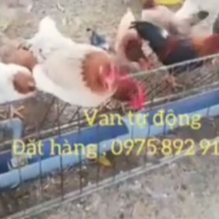 Máng uống tự động cho gà - vịt