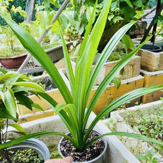 [CHỈ HOẢ TỐC] 1KG Lá Dứa Tươi - Cây Lá Dứa