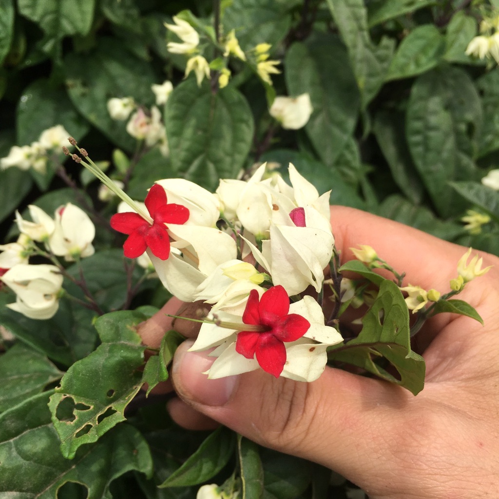Cây Hoa Ngọc Nữ Hoa Trắng Nhuỵ Đỏ Trồng Sẵn Ra Hoa Quanh Năm