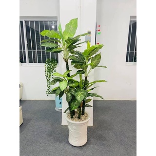 Cây vạn thiên thanh đốm-cây giả♥️🌳freeship♥️🌳 🌳mua 3 tặng 1 cây bất kì🌳