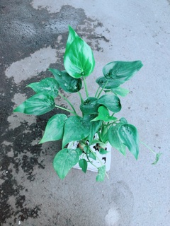 Chậu Môn Tai Phật