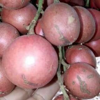 Cây dâu da đỏ