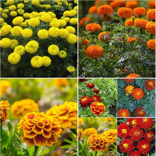 Bộ 2 gói hạt giống hoa cúc vạn thọ ( 1 gói cúc vạn thọ mỹ + 1 gói cúc vạn thọ pháp )