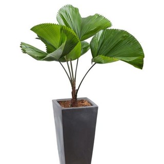 Cây cọ nhật- kè nhật (không gồm chậu) + Tặng (0,3kg) phân hữu cơ cao cấp