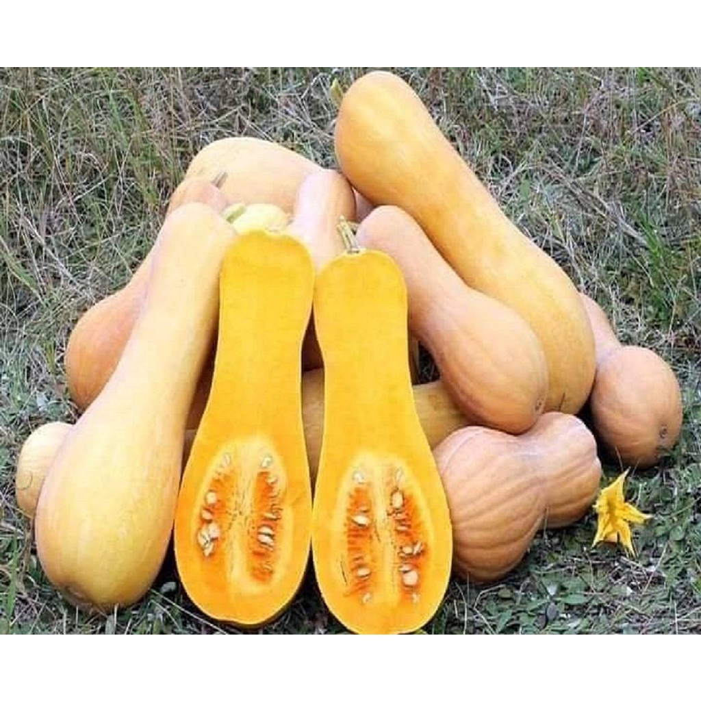 HẠT GIỐNG BÍ BƠ GÓI 50 HẠT - CÓ NHIỀU DINH DƯỠNG