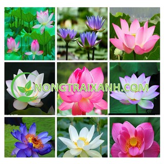5h - hạt giống hoa sen nhật mix nhiều màu