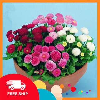 Hạt giống cúc anh 100 hạt luckyvn