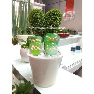 Cây Lan Cẩm Cù Lá Tim