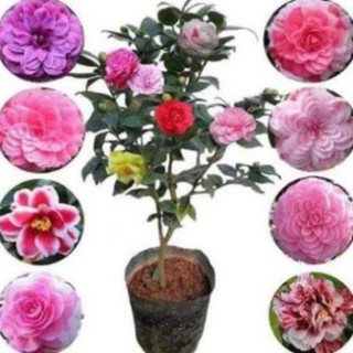 Cây Giống Trà My Nhiều Màu