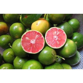 Cây giống chanh đào - QUẢ SIÊU TO