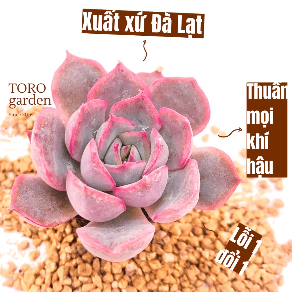 Sen đá hồng cánh cứng Đà Lạt size mini cây cảnh trang trí nhà cửa Toro garden