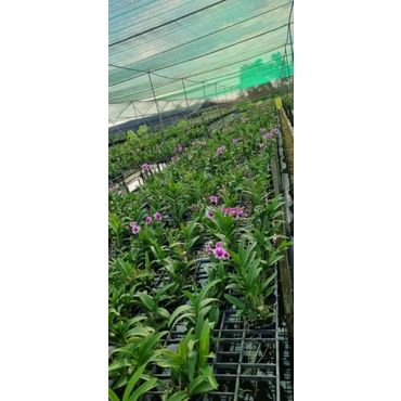 Mini yaya chậu F16