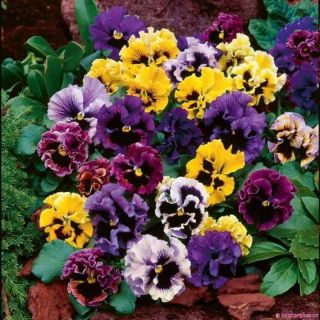 Hạt giống hoa pansy kép mix (Viola kép mix)