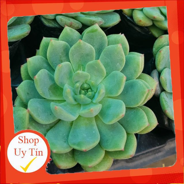 Sen đá bánh bao xanh mới🍏 |FREESHIP| 🔥 XỨ NÓNG, ĐÃ THUẦN KHÍ HẬU, KHOẺ ĐẸP 🍏 LỖI 1 ĐỔI 1