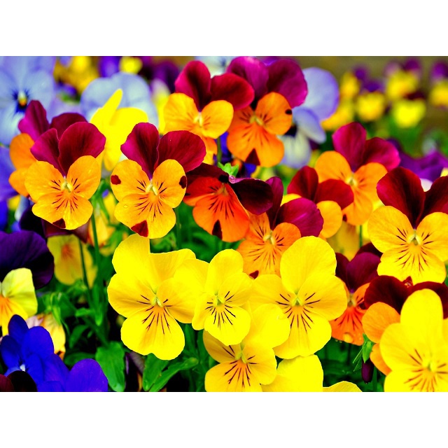 Hạt giống hoa pansy  đẹp trồng chậu sân vườn ban công tỷ lệ nảy mầm cao dễ trồng 100 hạt