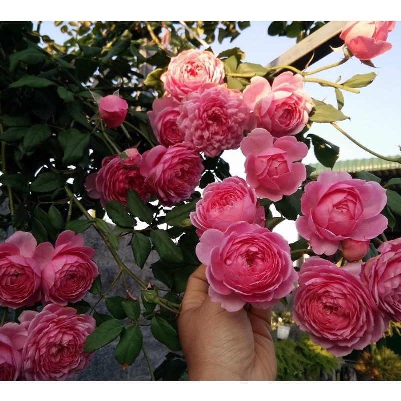 GÓI 20 HẠT HOA HỒNG LEO PHÁP MIX NHIỀU MÀU
