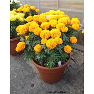 [Gói 150 Hạt] Hạt Giống Hoa Vạn Thọ Mỹ (tặng kèm phân)