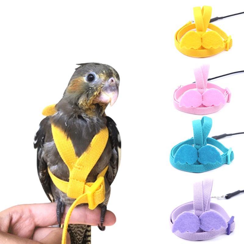 Bộ Dây Và Dây Dắt Chuyên Dụng Cho Vẹt Cưng