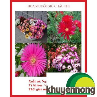 30 Hạt giống hoa mười giờ nam phi f1 ( cúc cầu vồng) lên mầm cúc tốt
