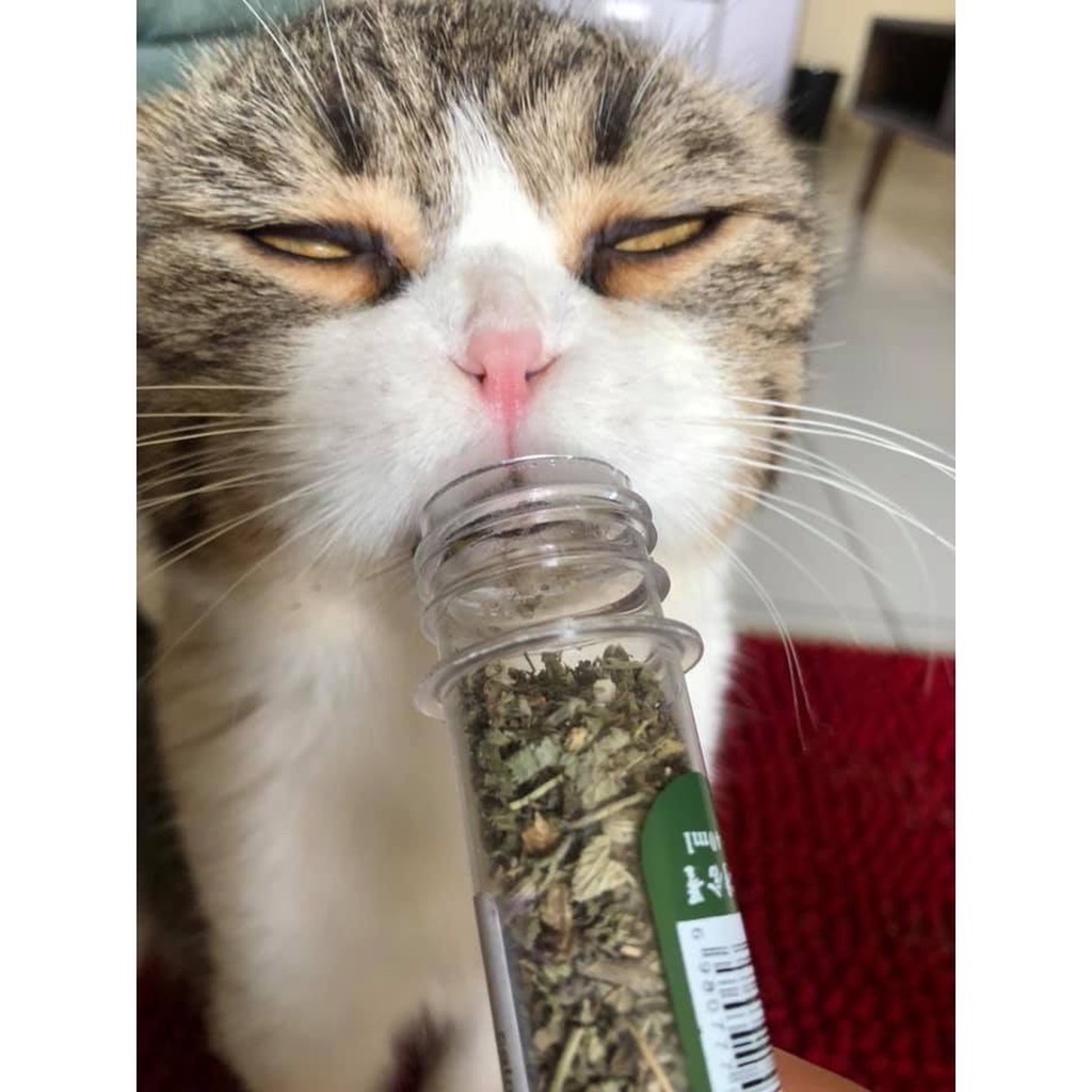 Thức Ăn Cho Mèo, Cỏ Cho Mèo, Catnip