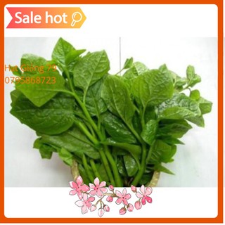 Hạt Giống Mồng Tơi Cao Sản (20 Gr) - Dễ Trồng