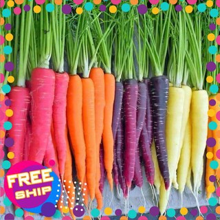 100 Hạt giống Cà rốt nhiều màu (tặng gói Kích nẩy mầm và Hướng dẫn) TRỢ GIÁ KHUẾN MẠI TẾT