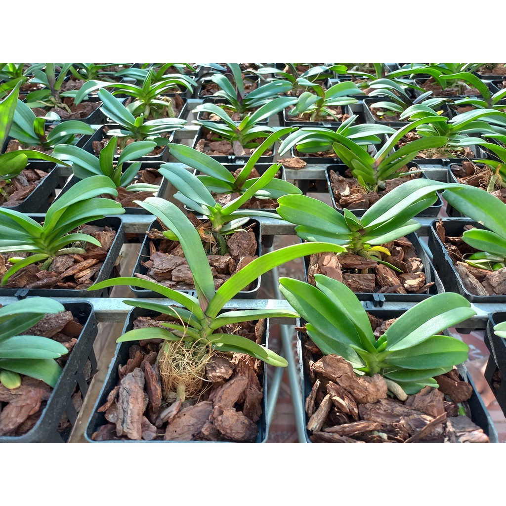 Lan Ngọc Điểm, Lan Đai Châu Cỡ Trung 8-12 Lá GIỐNG THÁI