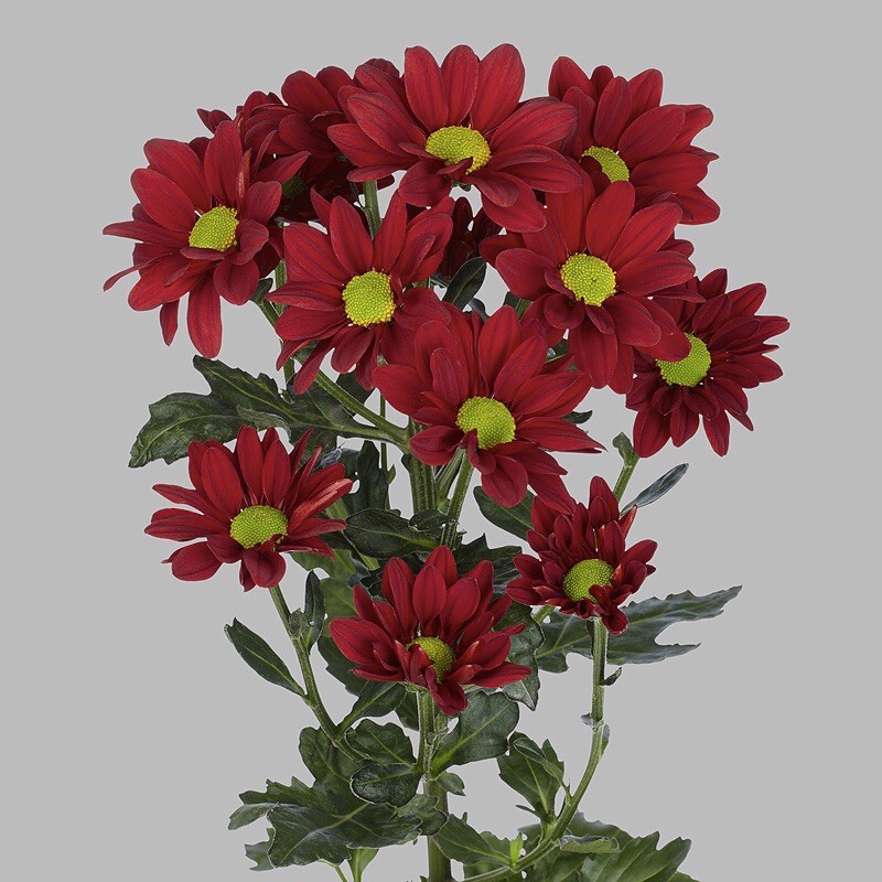 Cây giống cúc Tiger đỏ(10 cây)