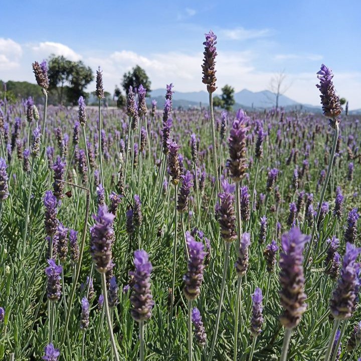 Cây hoa lavender hoa màu tím - cây khỏe giống dentata