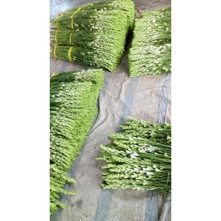 củ giống hoa huệ ta