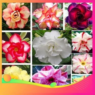Gói 10 hạt sứ thái kép mix đủ 10 màu tặng 10 viên nén ươm hạt uy tín, giá rẻ, chất lượng bà con an tâm ươm mầm