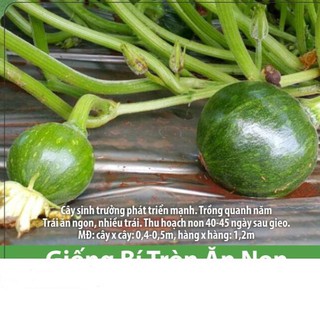 Hạt Giống Bí Đỏ Ăn Non (5 Hạt)