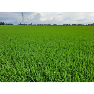 PHÂN BÓN LÁ HUMMAX GÓI 1KG (Dưỡng cây tốt đất)