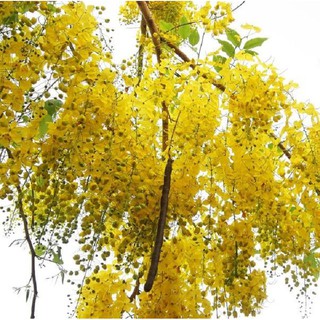 Cây MUỒNG HOÀNG YẾN VÀNG - Hoa siêu đẹp - chuẩn giống F1