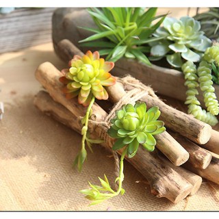 Combo 5 cây sen đá giả đẹp trang trí