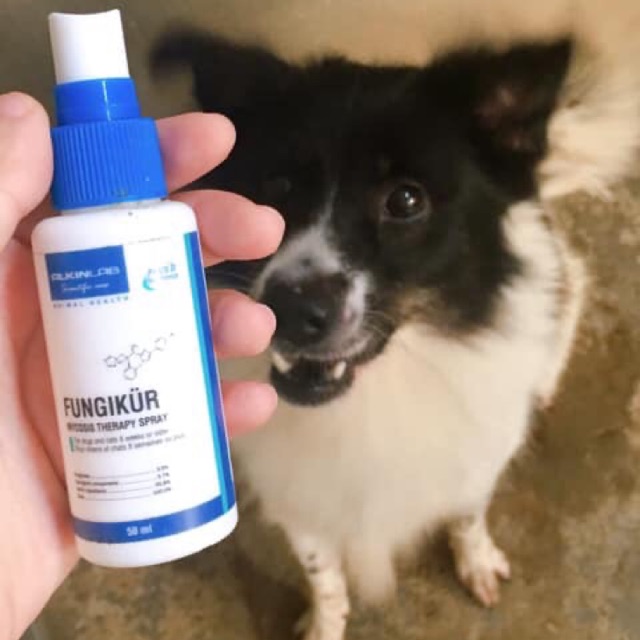 Xịt trị nấm chó mèo Fungikur (chính hãng)