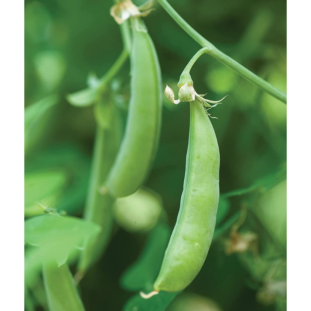 Hạt đậu HÀ LAN NHẬP KHẨU Burpee Sugar Snap