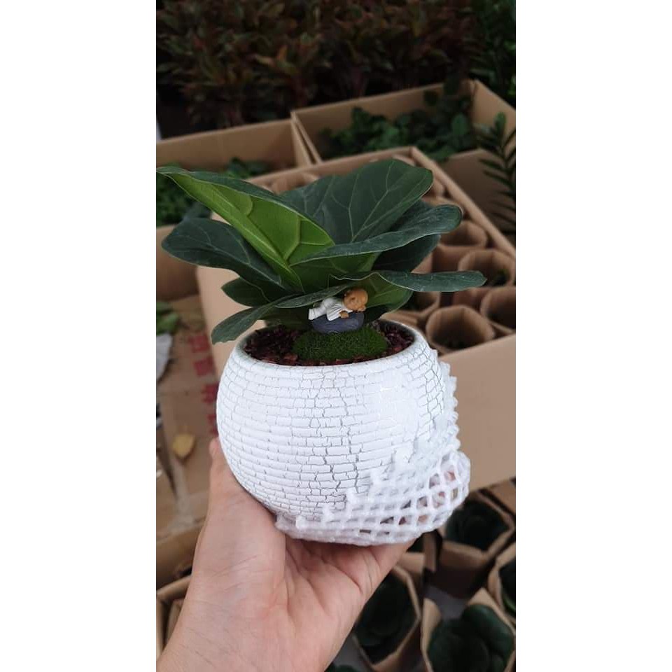 Bàng singapo để bàn văn phòng (Xả kho hàng giá sốc - Freeship toàn quốc)