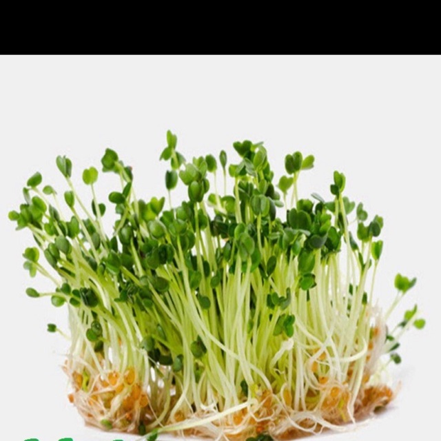Hạt giống rau mầm củ cải trắng - gói 50gram