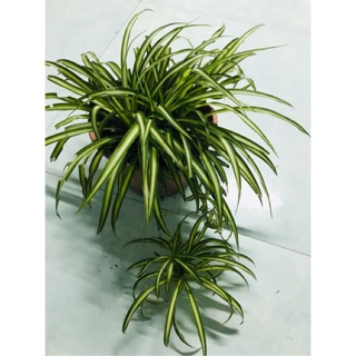 Cây dứa vạn phát / dứa sọc vàng / dứa Thái - bầu đất