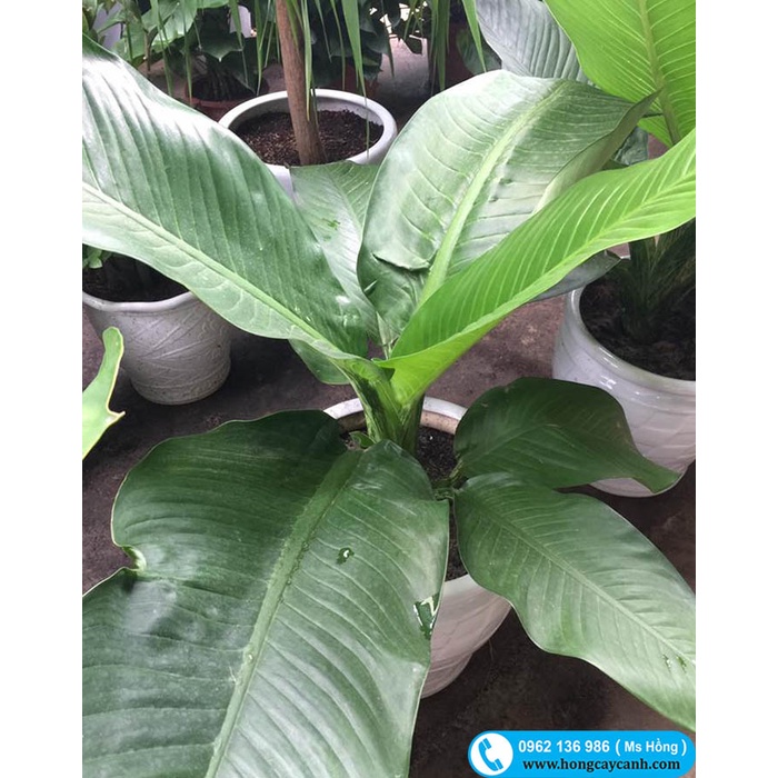 Cây Đại Phú Gia II Cây Cảnh II Cây Nội Thất