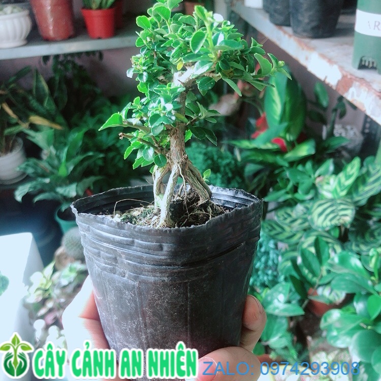 Sam Hương Bonsai