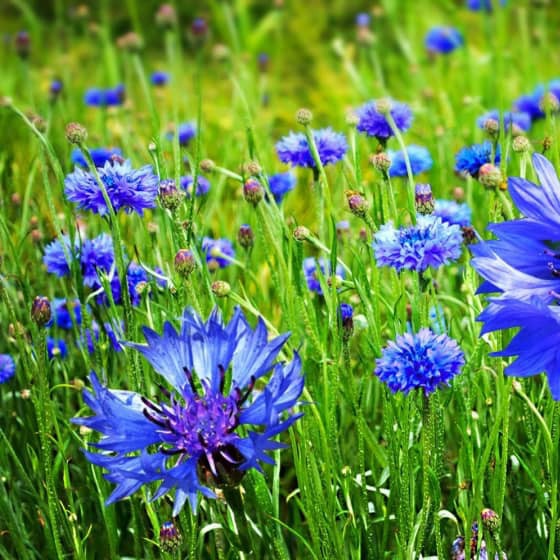 Hạt giống hoa trúc mai xanh(tặng kèm phân bón và kích mầm)