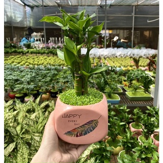 Cây Phát Tài, Cây Phát Lộc đất