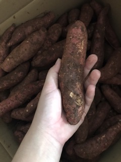 Combo khoai mật 10 kg