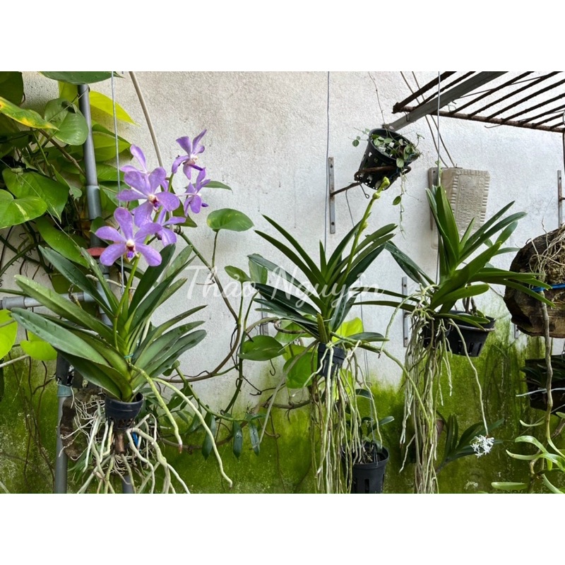Mokara lai Vanda Màu Tím Huế Cho Hoa Quanh Năm