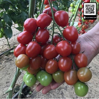 Hạt giống cà chua bi chùm đỏ (cà chua chuỗi ngọc) - Gói 15-20 hạt