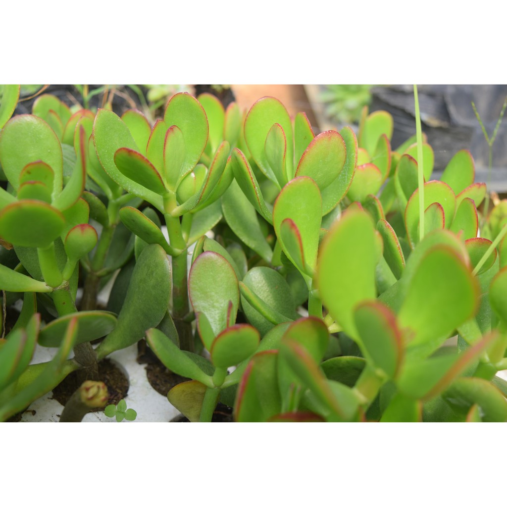 sen đá thạch bích mini 2-4cm