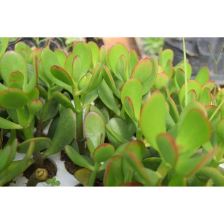 sen đá thạch bích mini 2-4cm